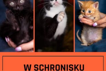 Edukacja zdrowotna – bo zdrowie to podstawa!