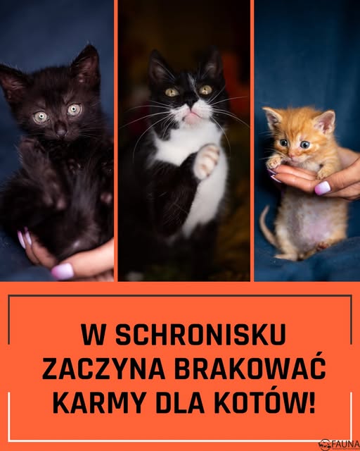 Grafika informacyjna ze strony schroniska "TOZ Fauna"